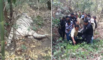 Tigre escapa y causa la muerte a un cuidador en El Salvador