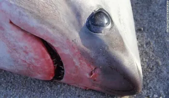 El frío es tan grande que hasta los tiburones se están muriendo
