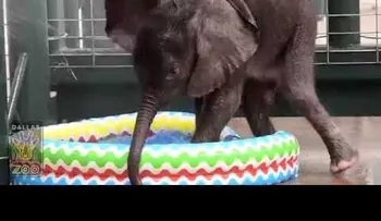 La sorprendente reacción de este bebé elefante al bañarse en una piscina por primera vez