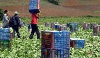 Estudio revela en RD se pierden grandes cantidades de alimentos