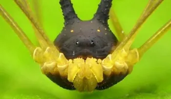 Encuentran extraña araña con cabeza de perro en la selva de Ecuador