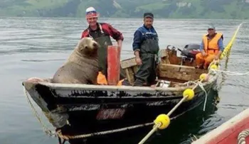 Lobo marino sube a una barca y surca las aguas rusas durante horas (Video)