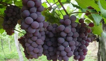 Estudio revela potencial del vino de Neyba en República Dominicana