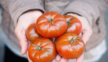  Cocineros convertirán "productos feos" en tapas de alta cocina: una idea para concienciar sobre despilfarro 