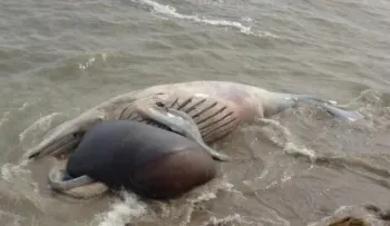 Se desconocían causas de muerte de ballena jorobada hallada en una playa de Ecuador