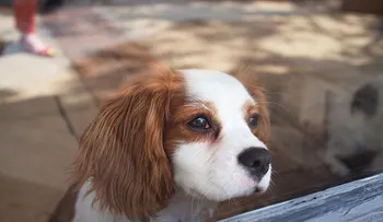 7 cosas saben los perros antes de que ocurran