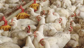El hecho de que los pollos que comes sean orgánicos, no significa que no fueron maltratados