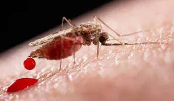 La OMS denuncia falta de recursos para combatir el zika