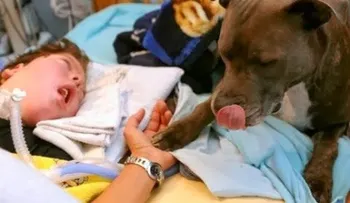 Un perro lleva seis años cuidando un niño en coma
