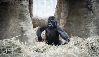 Divertidas monerías: niño juega a las escondidas con un gorila pequeño