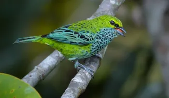 Colombia es campeona mundial en avistamiento de aves