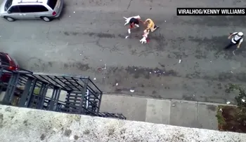 Dos perros pit bull atacan y mutilan a un artista en Nueva York