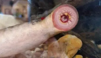 Temor en Alaska por peces vampiro que caen del cielo 