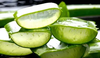 5 razones para incluir la sábila en tu dieta 