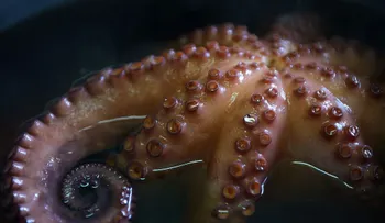Hospitalizan a un bebé por un pulpo atrapado en su garganta