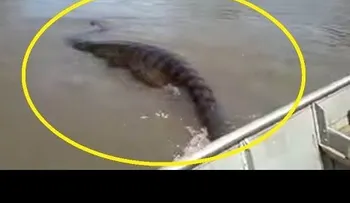 Video: Hallan monstruosa anaconda gigante en Brasil 