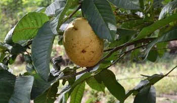 Los beneficios de las hojas de guayaba que cambiarán tu vida 