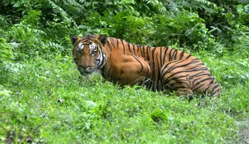 El asombroso primer registro de un "tigre pálido"