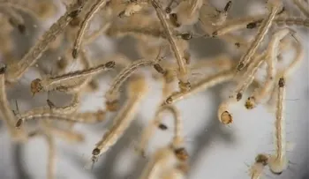 Erradicar al mosquito de zika en Brasil, una meta improbable