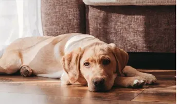 Veterinarios alertan sobre ansiedad en perros muy efusivos