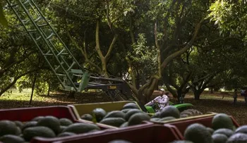 Los daños ocultos que provoca el aguacate, el "oro verde" de México