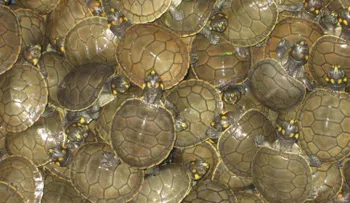 Perú libera miles de tortugas bebé en la selva en un esfuerzo por salvar la especie