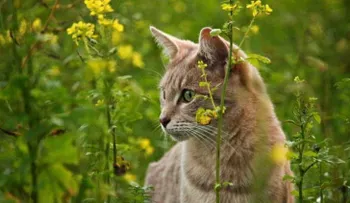 10 enfermedades que te puede transmitir tu mascota