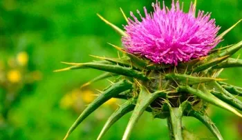 Cardo mariano, la planta que protege tu hígado