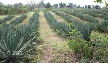 El henequén: la planta más útil de la que quizá nunca has oído hablar
