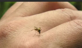 Llaman a neoyorkinos protegerse picaduras mosquitos ante el virus del Nilo Occidental