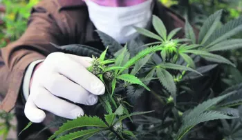 PN cancela agentes involucrados en banda robaba vehículos: detienen dos por casos holandés