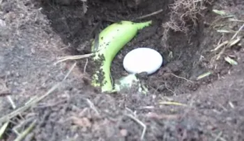 Un sencillo truco con huevo que hará maravillas con tus plantas...¡Haz la prueba!