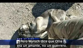 Una historia que saca lágrimas: El soldado y el perro se encuentran 30 días después en otro lado del MUNDO