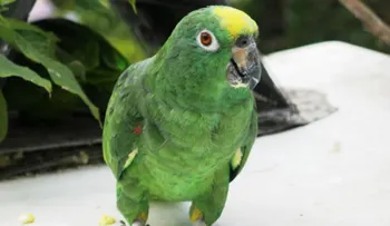 Una mujer pide llevar a un perico a un juicio a dar su testimonio