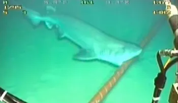 Video: Los tiburones muerden y dañan los cables submarinos de la internet