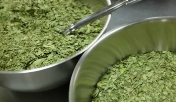 Té de Yaupon: la infusión que quiere destronar al café
