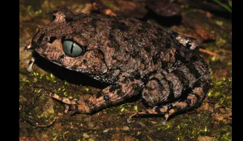 Desde el pez 'Drácula' hasta monos de nariz chata: nuevas especies encontradas en los Himalayas