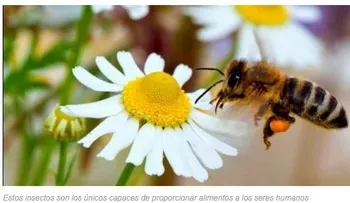 Declaran a las abejas como la especie más valiosa del MUNDO: Investigación y seguimiento a la salud