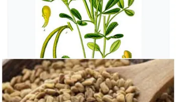 El fonogreco o alholva tienes propiedades afrodísiacas; para dolor de garganta y acidez estomacal; la diabetes y el colesterol. 