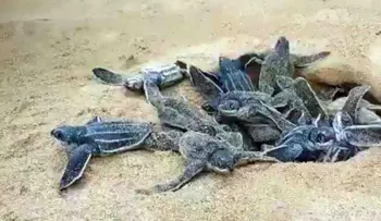 Medio Ambiente aplica proyecto reproducción tortugas tinglar en provincia La Altagracia