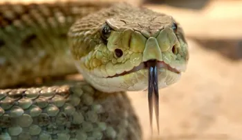 Descubrió una serpiente en su mochila de viaje