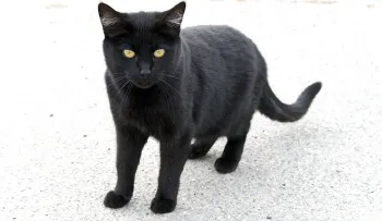 Superstición, porqué creemos lo increíble