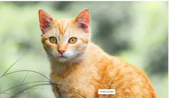 Veterinario explica por qué los gatos naranjas suelen ser más sociables