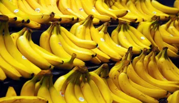 Las bananas están en peligro de extinción 