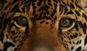 Operan a Greco, el último jaguar macho de El Salvador