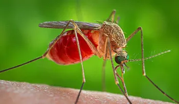 Modifican genéticamente a mosquitos para luchar contra la malaria