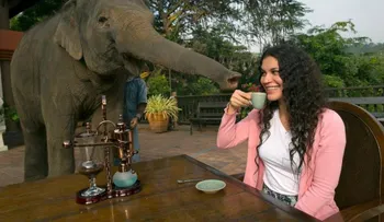 El café extraído excrementos de elefantes vale oro en Tailandia (Video)