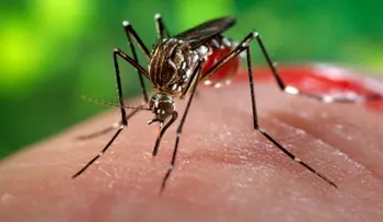 El zika puede haberse convertido en un nuevo síndrome congénito, según la OMS