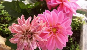 Los inesperados beneficios de tener flores en tu hogar