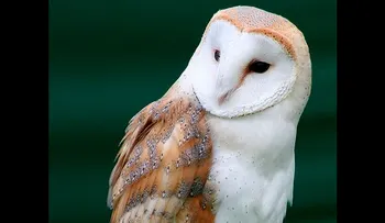 Diez animales que pueden â??predecirâ? la muerte